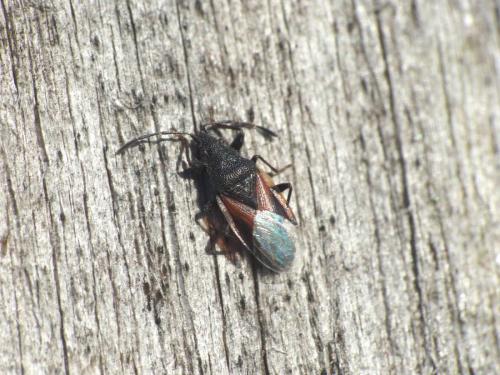 Réf. 273 153 : Oxycarenus lavaterae